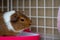 A potty trained guinea pig sitting litter pan in a corner tray.