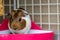 A potty trained guinea pig sitting litter pan in a corner tray.