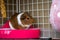 A potty trained guinea pig sitting litter pan in a corner tray.