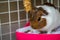 A potty trained guinea pig sitting litter pan in a corner tray.