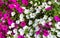Potunia plant with white and lilac flowers