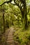 Pouakai track through native forest, Mt. Taranaki, New Zealand