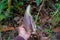 A pouch of nepenthes held in one hand in Borneo\'s pristine forest