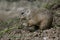 Pouched marmot european souslik, suslik in his environment, close up cute view, cute beautiful animal, Slovakia