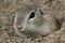 Pouched marmot european souslik, suslik in his environment, close up cute view, cute beautiful animal, Slovakia