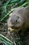 Pouched marmot european souslik, suslik in his environment, close up cute view, cute beautiful animal, Slovakia