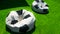 Poufs in the form of soccer balls lie on the lawn