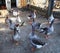 Poultries in farm