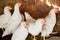 Poultry broiler farm and group of white chickens in the cage parent stock housing farm indoors