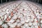 Poultry broiler in housing farm business