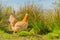 Poultry - Brown Layer (Free Range)