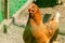 Poultry chicken breed Brown Nick brown color in a closed outdoor aviary.