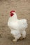 Poultry chicken on farm, hen animal farming,  meat