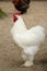 Poultry chicken on farm, hen animal farming,  organic