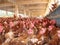 Poultry . Chicken organic farm. Eggs Chickens on traditional range poultry farm. Chickens, chicken feeding, in industrial farm. In