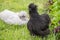 Poultry chicken and rooster Chinese silky breed