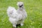 Poultry chicken and rooster Chinese silky breed