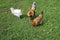 Poultry chickens roosters walking on the lush green grass in the yard of the farm in the summer