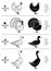Poultry Cuts Diagrams
