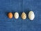 Poultry eggs on blue background