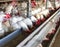 Poultry farm for breeding chickens, chicken eggs go through the transporter, chickens and eggs, industry