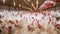 Poultry farm business for the purpose of farming meat