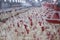 Poultry farm with chicken