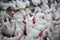 Poultry farm chicken business farm