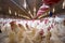 Poultry farm chicken business farm