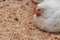 Poultry farm with chicken. Husbandry, housing business for the purpose of farming meat, White chicken Farming feed in indoor