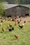 Poultry farming in Brueil en Vexin