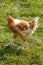 Poultry farming in Brueil en Vexin