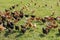 Poultry farming in Brueil en Vexin