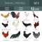 Poultry farming. Chicken breeds icon set. Flat design