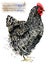 Poultry farming. Chicken breeds series. domestic farm bird