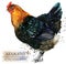 Poultry farming. Chicken breeds series. domestic farm bird