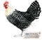 Poultry farming. Chicken breeds series. domestic farm bird
