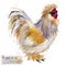 Poultry farming. Chicken breeds series. domestic farm bird