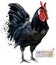 Poultry farming. Chicken breeds series. domestic farm bird