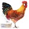 Poultry farming. Chicken breeds series. domestic farm bird illustration