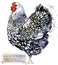 Poultry farming. Chicken breeds series. domestic farm bird watercolor illustration.