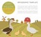 Poultry farming. Goose family on white. Flat design