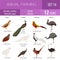 Poultry farming. Peafowl, ostrich, pheasant, quail breeds icon s