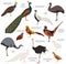 Poultry farming. Peafowl, ostrich, pheasant, quail breeds icon s