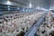 Poultry farming for the purpose of farming meat or eggs for food 2