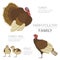 Poultry farming. Turkey family on white. Flat design