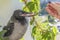 Poultry feeding. little crow eats with a spoon and tweezers . the concept of care for the