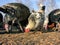 Poultry feeding in the poultry-yard