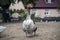 Poultry goose with beautiful plumage and orange beak walks around the farm.