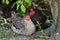 Poultry hens. Hens of various breeds in the village in nature